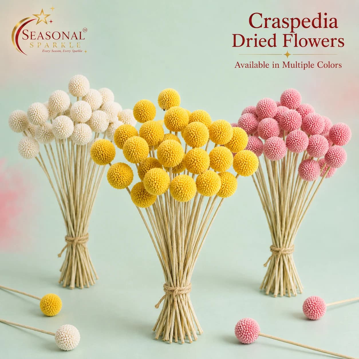 Dried Craspedia Billy Buttons